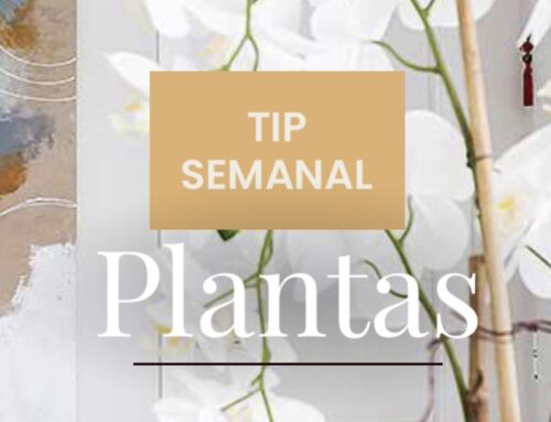 Tip Semanal: Plantas